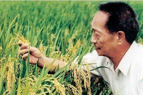 杂交水稻之父袁隆平:奋斗一生,只为14亿中国人有饭吃