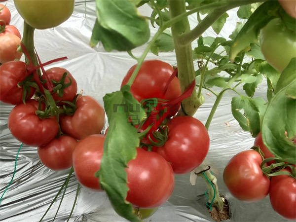 水溶肥如何让西红柿种好,品质好,产量高?