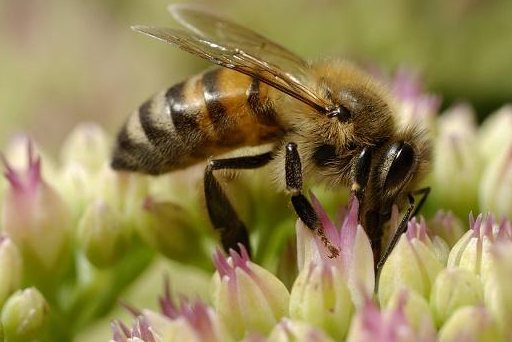 小蜜蜂如果授错了花粉,会怎么样?