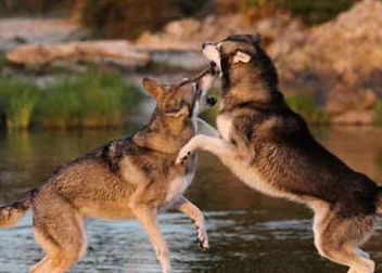 两只二哈打架很嚣张,对战德牧打不过倒地装死