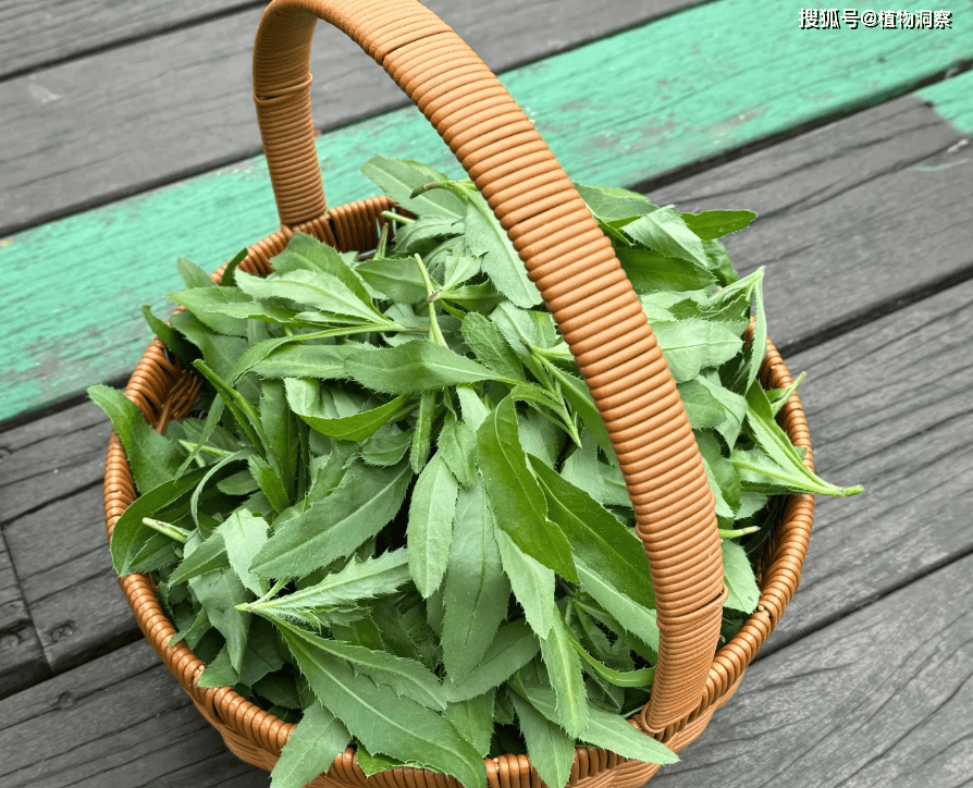 这草长满了尖刺,俗称"刺儿菜",可止血,还是美味野菜,了解下!
