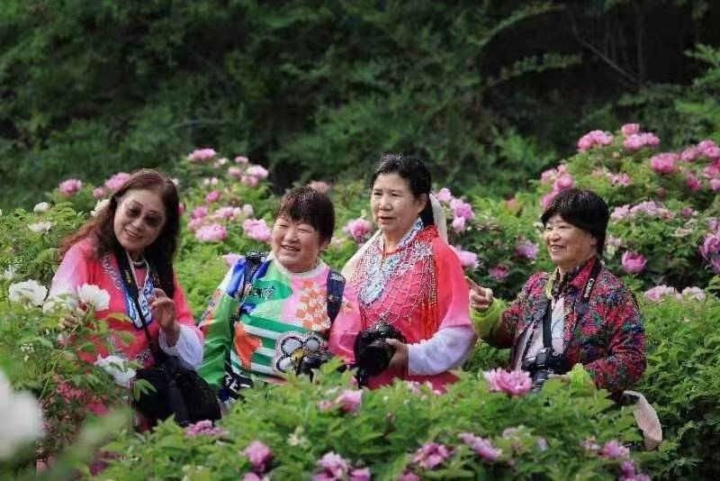 人间五月初夏至,牡丹盛开竞峥嵘