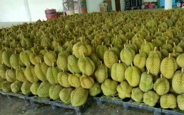泰国榴莲地位不保?我国的"铁哥们"也盛产榴莲,渴望打开市场