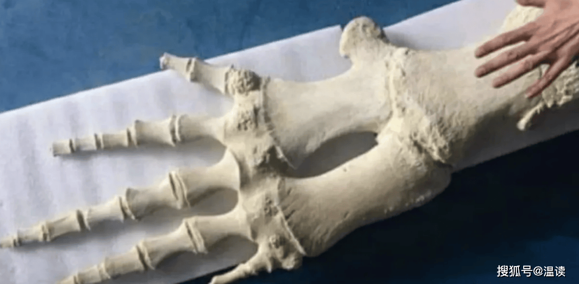 1934年营口坠龙事件:老人上交5块龙骨,揭开了一个日本人的阴谋