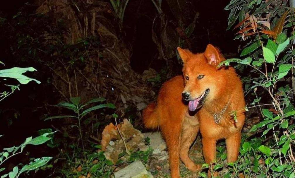 2018年,男子花3万买到一只红毛狗,养了四年富商出价35万都不卖_越南