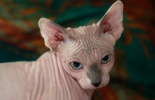 本喵虽然长得丑,却是世界第一聪明猫!