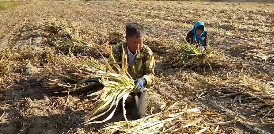 17年农民清早起床,发现地里17亩玉米一夜消失,什么原因?