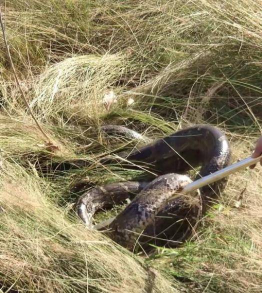 湖北捕蛇男子被蛇群咬死,坟头成为蛇群聚集地,难道蛇是在复仇?