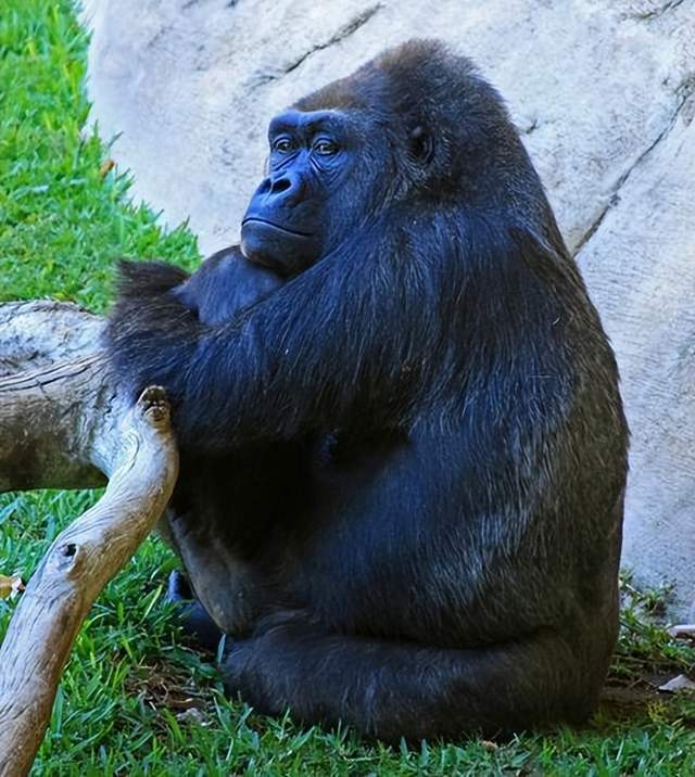 大猩猩寿命图片