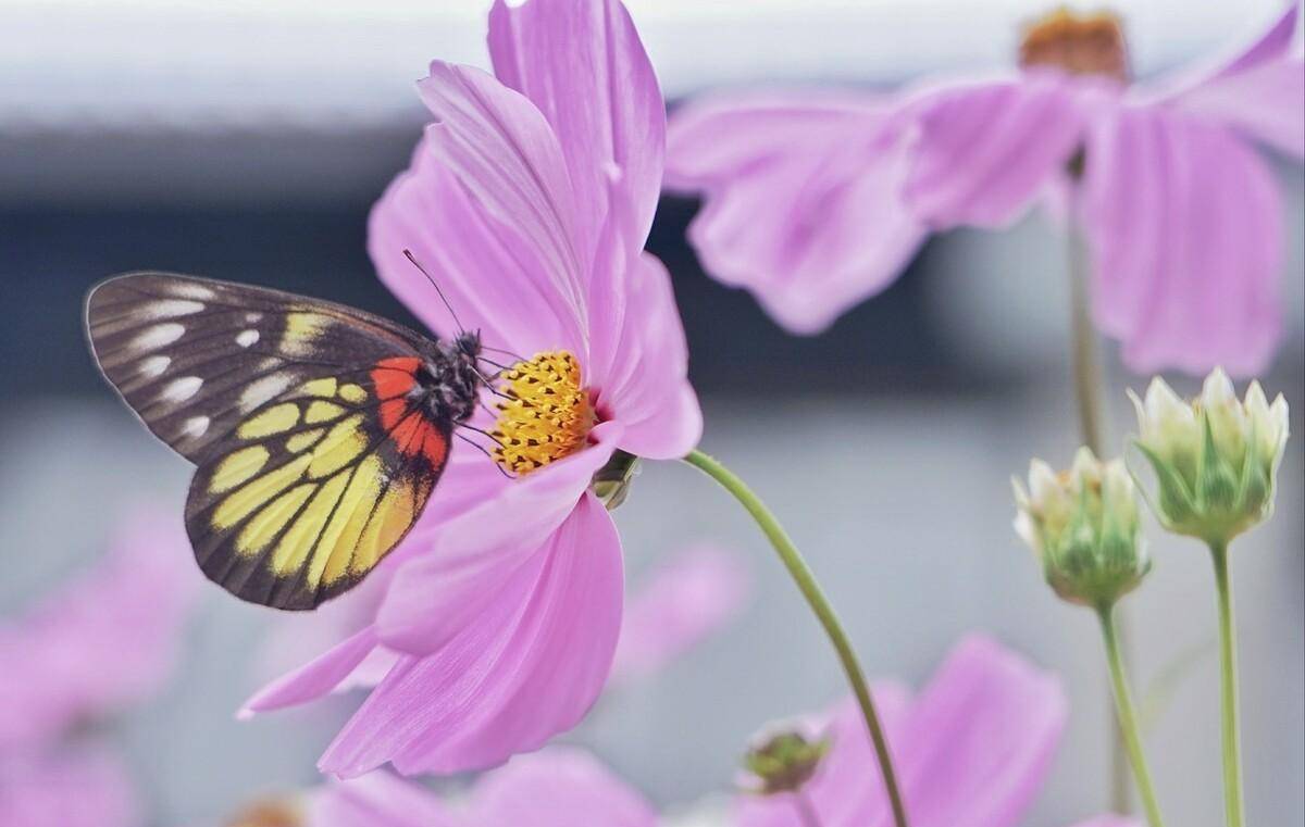 "天涯何处无芳草"后面并不是"何必单恋一枝花",原文更经典