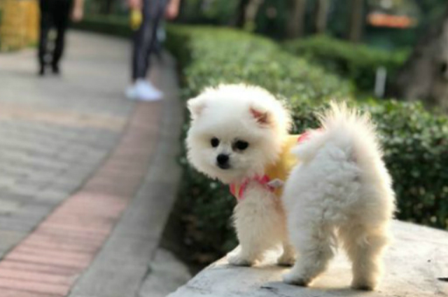 5种很萌的狗狗,昆凌,赵丽颖,蔡依林的狗子都上榜啦_泰迪_性格_银狐