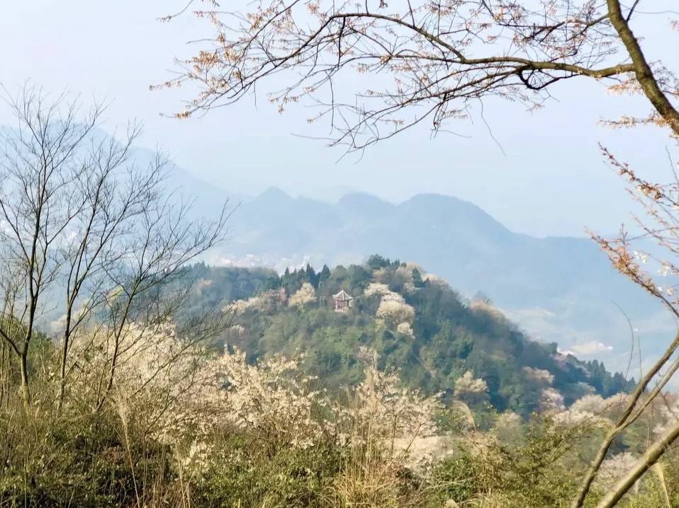 渝北云龟山,藏着国内最大的一片野生樱花林_野樱_重庆_自然
