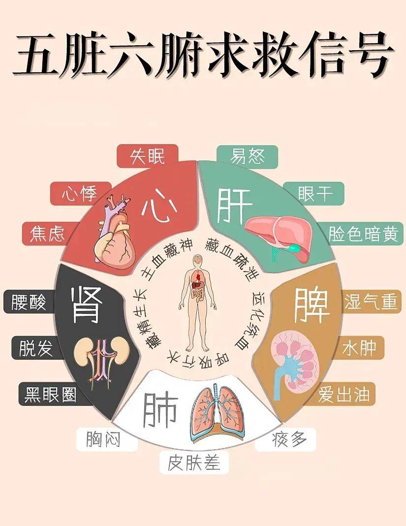 人体细胞更新周期图表图片