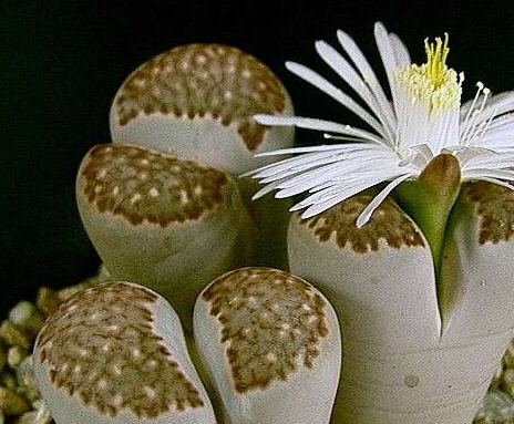 多肉植物之形态独特的"生石花"知道它的特殊爱好,养它