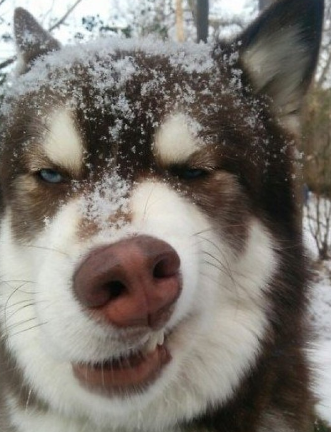 买了一只哈士奇,养了一年后,网友:我能退货吗?