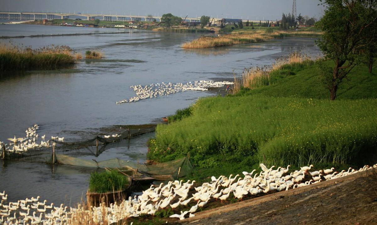 八百年前,黄河夺淮入海,淤塞了下游入海通道,洪水排泄不畅,四处泛滥