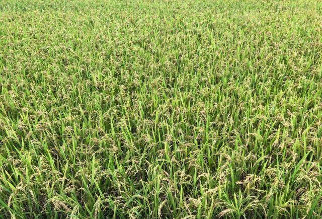 汉字"家"里有一头猪,无猪不成家_小麦_水稻_民国时期