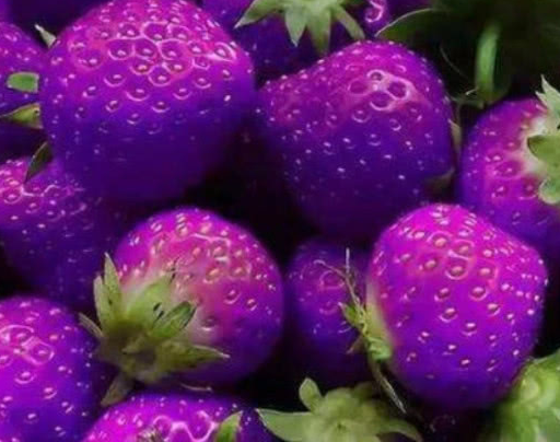 紫色香蕉,紫色芒果,这次轮到紫色草莓了,网友疑问:真能吃吗