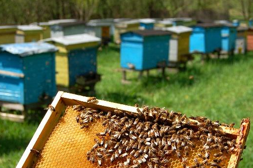 如何禁止工蜂产卵,还有合并两群蜂怎么做最好?一群没有蜂王
