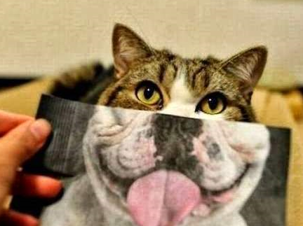 猫咪这张脸,果然配上任何动物都……网友:像是新生物