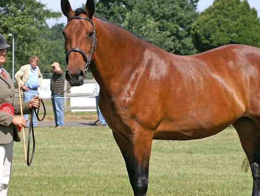 世界上最稀有的4种马品种