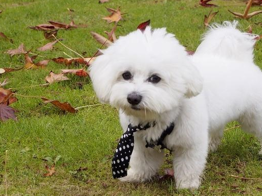 想要养好比熊犬,保持干净是关键,多陪它玩是重点