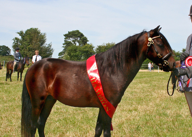 克利夫兰湾约会到17个世纪,是英国最古老的马品种.