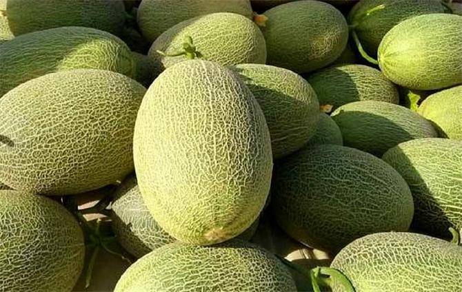 今天才知道,哈密瓜甜不甜,看一眼这里就知道,这几种方法真实用