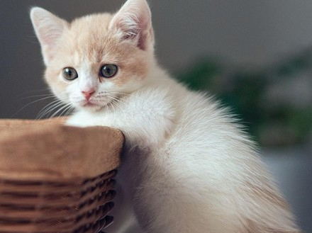 众所周知,猫咪是一种服从性很低的小宠物,高冷的它们可不会领会两脚兽