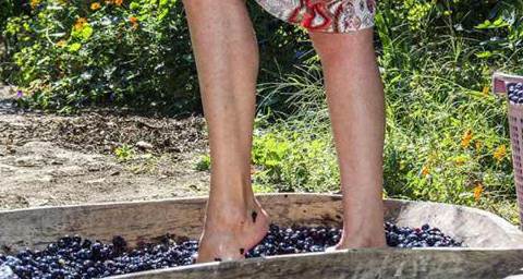 为了更好的出汁,会聘请专人去用脚踩葡萄,踩之前会先清洗双脚