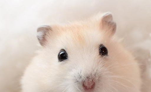 感冒的仓鼠除了会经常打喷嚏外,还有流鼻涕,它们的鼻头看起来湿湿的.