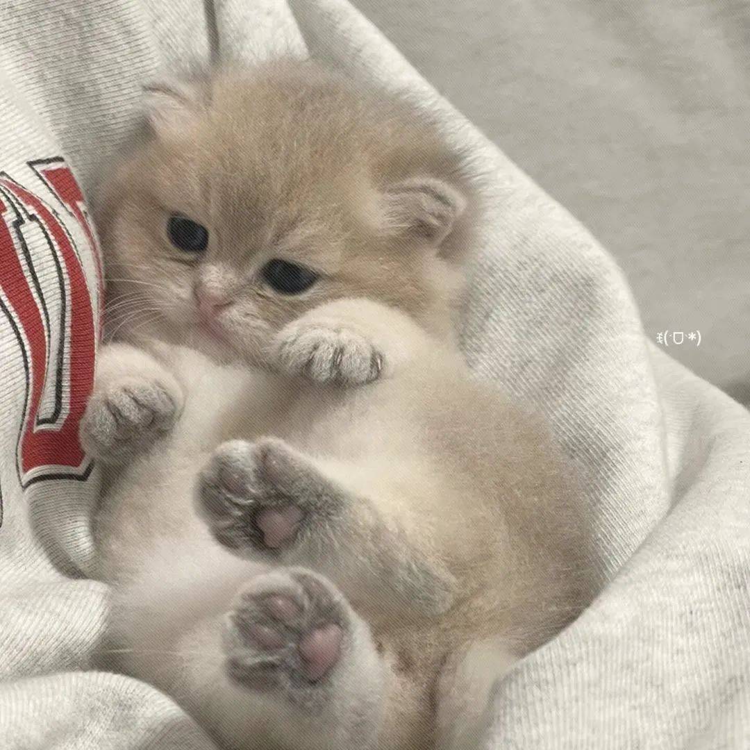 安全实用的自动猫砂盆推荐_猫咪_产品_的设计