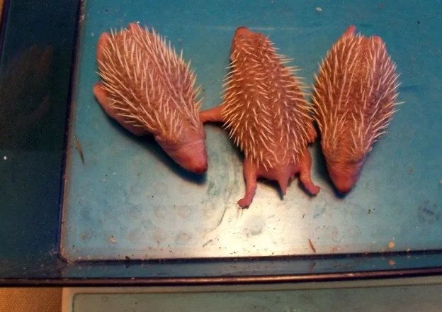 刺猬怀孕及如何喂养刺猬宝宝