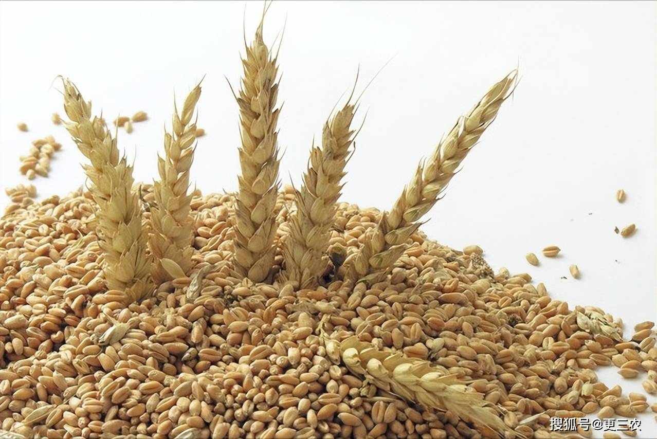 湖北新麦上涨,麦价"拐点"来袭?附:5月17日小麦价格