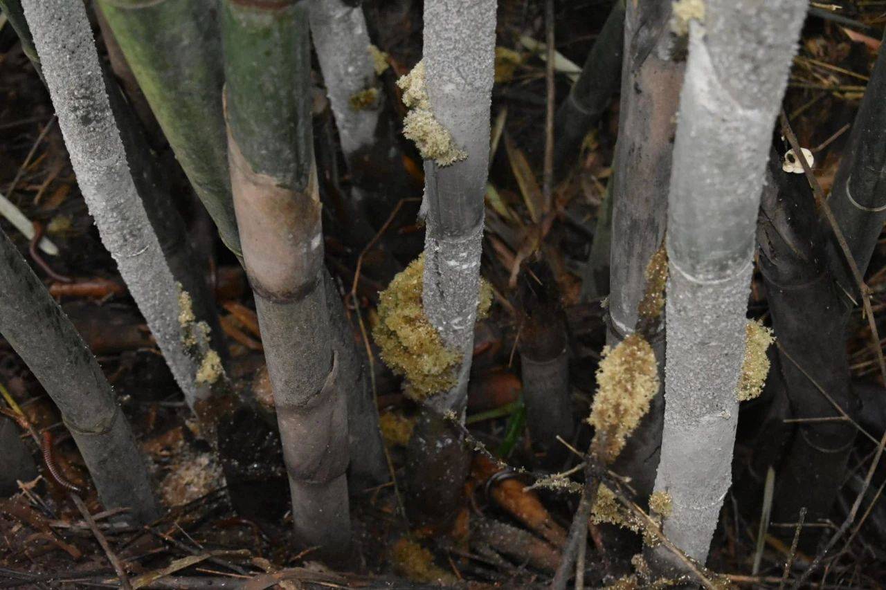 俗称"竹燕窝",竹子被虫咬后开的花,尽量日出前采摘,如今也十分珍贵