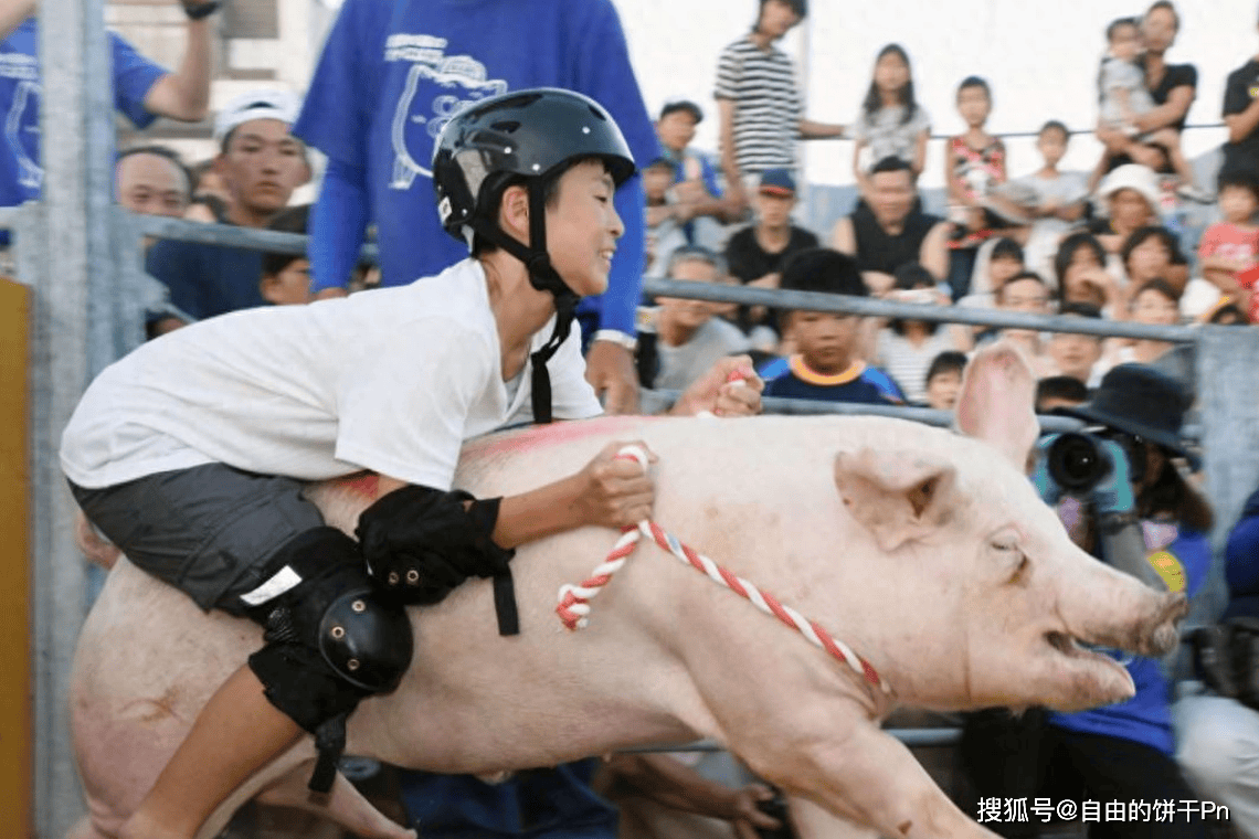 日本猪猪牛仔秀:搭配美女骑士,比骑公牛更带劲
