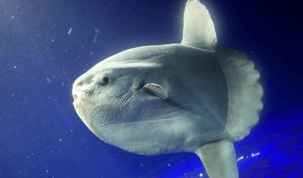 被吃一半也不反抗?翻车鱼为什么还没灭绝?