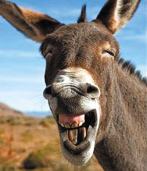 唐代村民家生下一头驴,身上竟有一人名,寡妇痛哭:我要为夫报仇