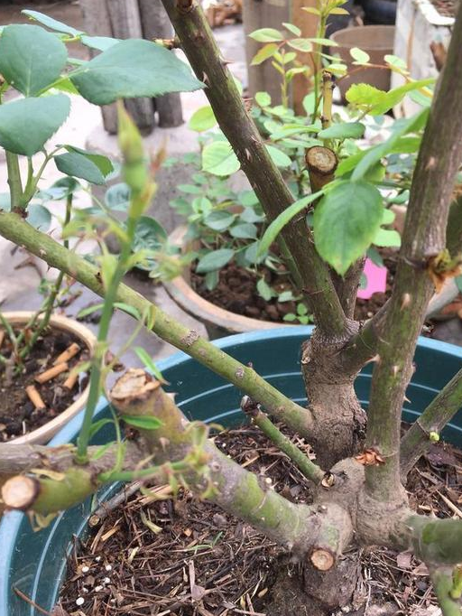 月季新芽长成这样了,知道怎么解决吗?不解决甭想爆盆开花了