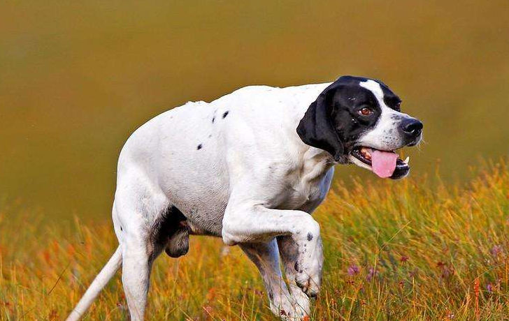 标准波音达猎犬应该怎么训练,咬人时又该怎么办,看完就明白了