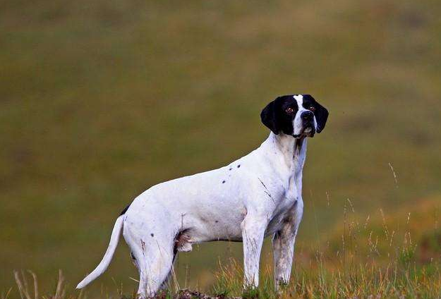 标准波音达猎犬应该怎么训练,咬人时又该怎么办,看完就明白了