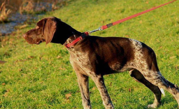 标准波音达猎犬应该怎么训练,咬人时又该怎么办,看完就明白了