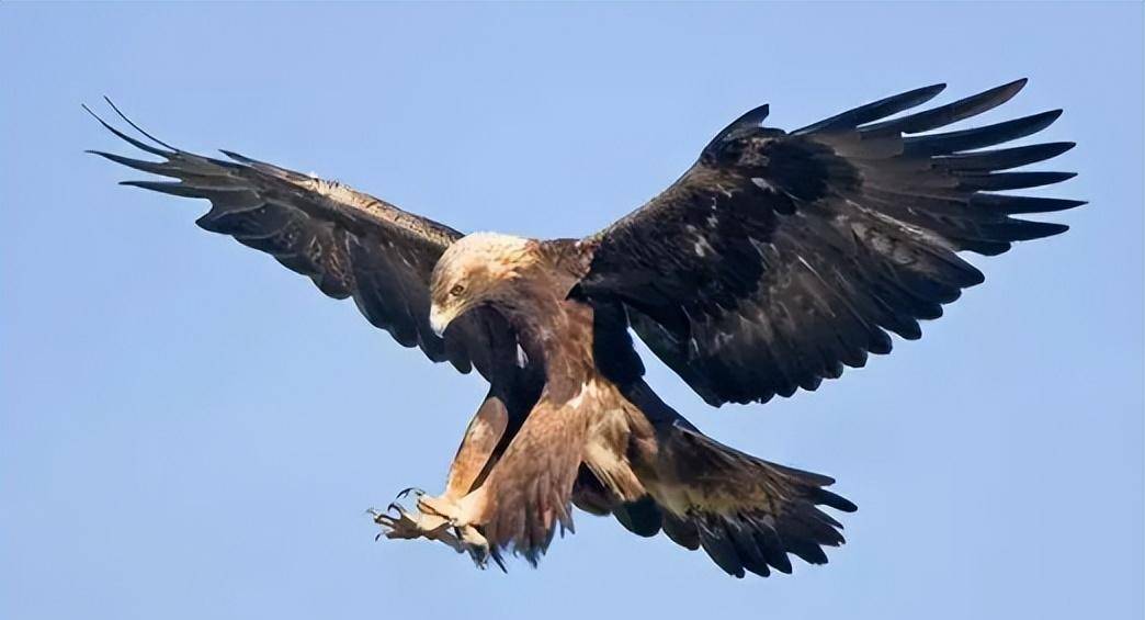 一只"金雕"追杀村民两年,真相暴露后,法院:村民将被判入刑