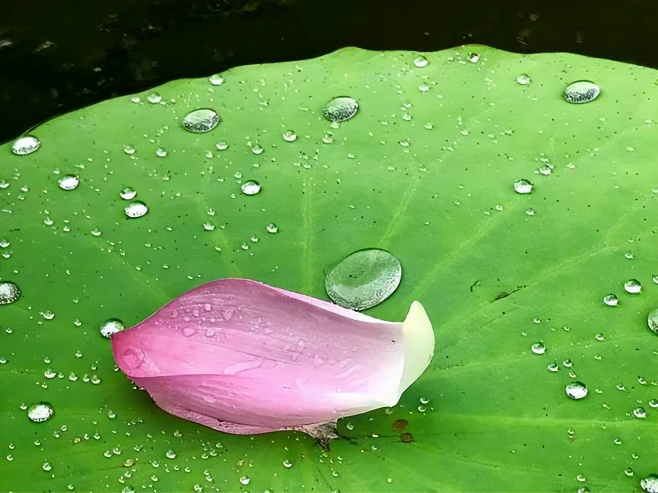 刘攽一首冷门七绝,诗中动静结合,将雨后池塘的美表现得淋漓尽致