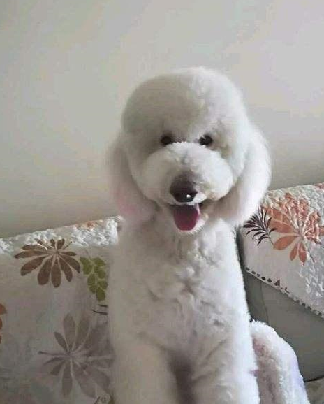 可爱的巨贵喜欢偷看主人,就算是上厕所也是,真是让人无奈