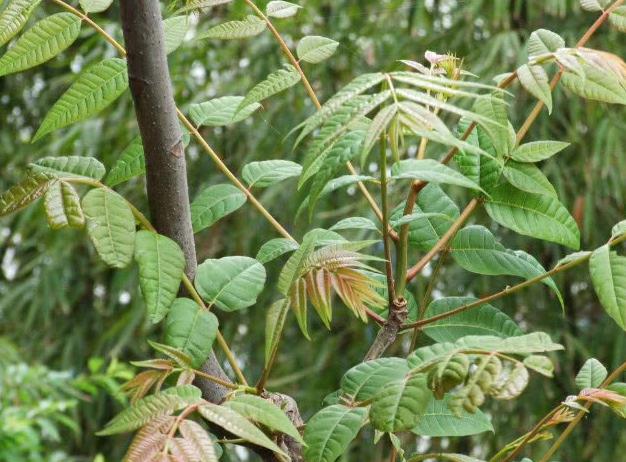 香椿树介绍图片