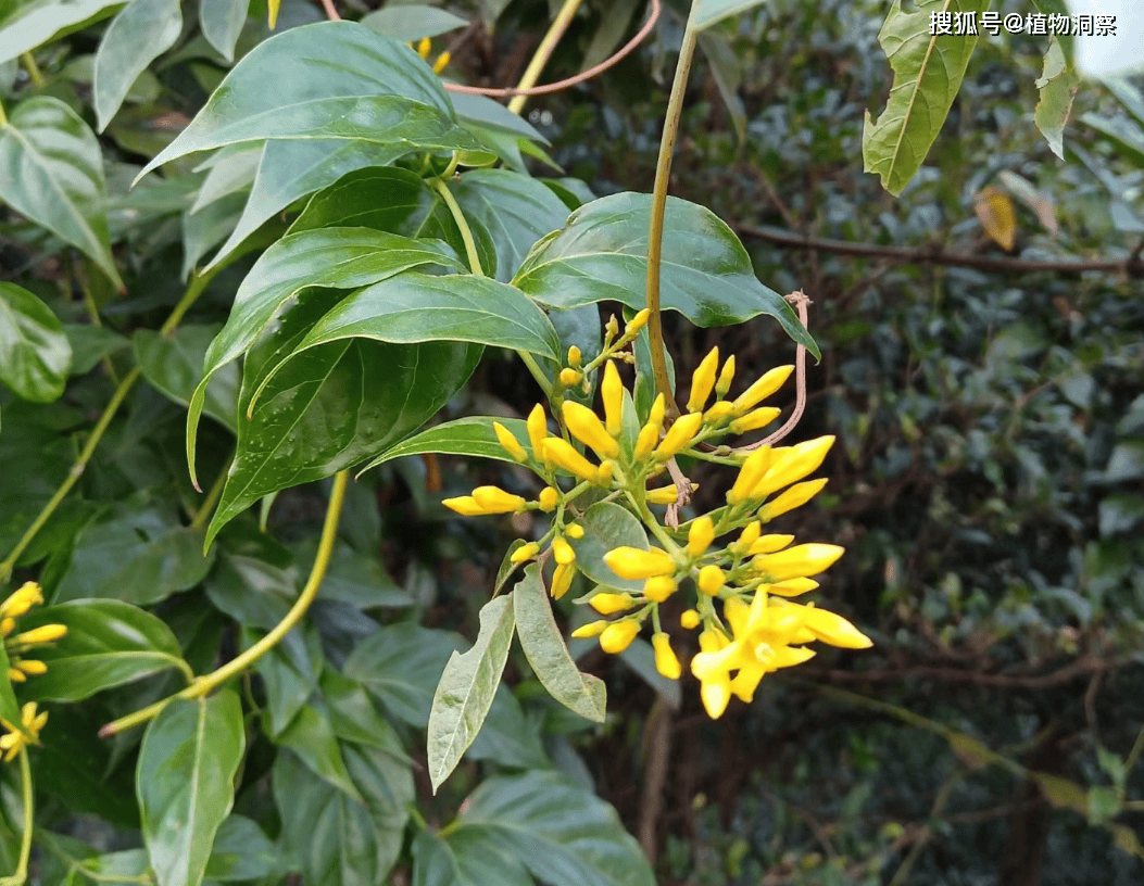 小肠风草图片