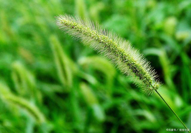 "狗尾巴草"其实是个宝,用它煮水喝,或能帮助解决这4个问题