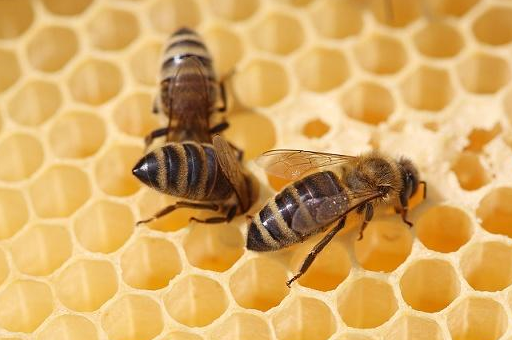 失王的时间也比较长,这个时候有可能出现了工蜂产卵,这个时候如果有