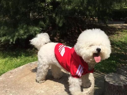 养好比熊犬并不简单,想要拥有棉花球,六点养宠常识至关重要!